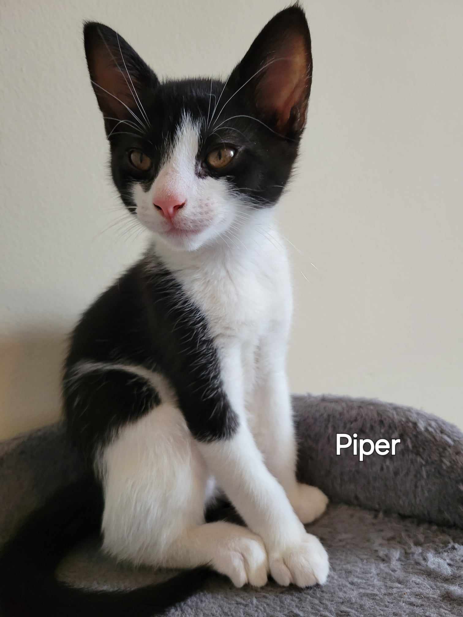 adoptable Cat in Mount Pleasant, SC named Piper