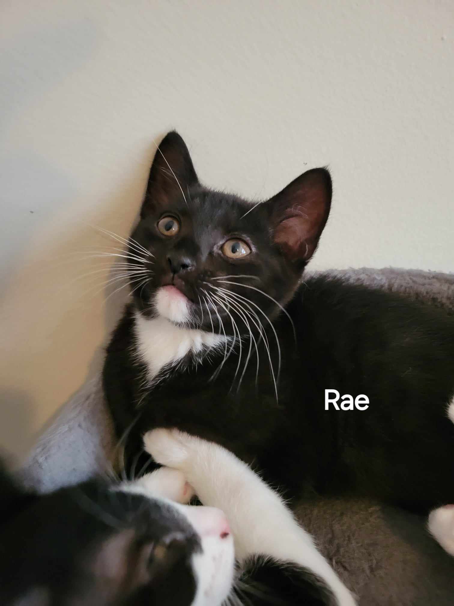 adoptable Cat in Mount Pleasant, SC named Rae