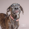 adoptable Dog in Mount Pleasant, SC named Loretta