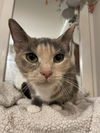 adoptable Cat in , SC named Evalyn