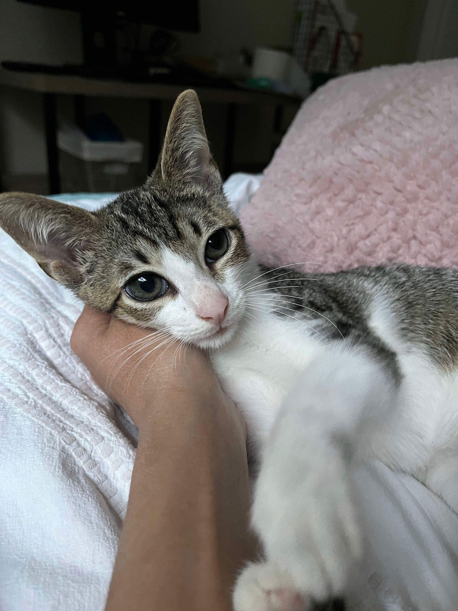 adoptable Cat in Mount Pleasant, SC named Palmer