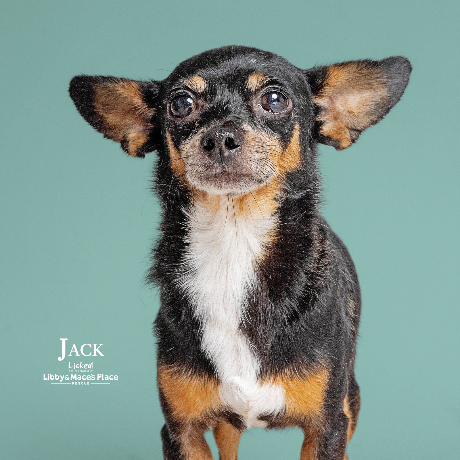 adoptable Dog in Mount Pleasant, SC named Jack