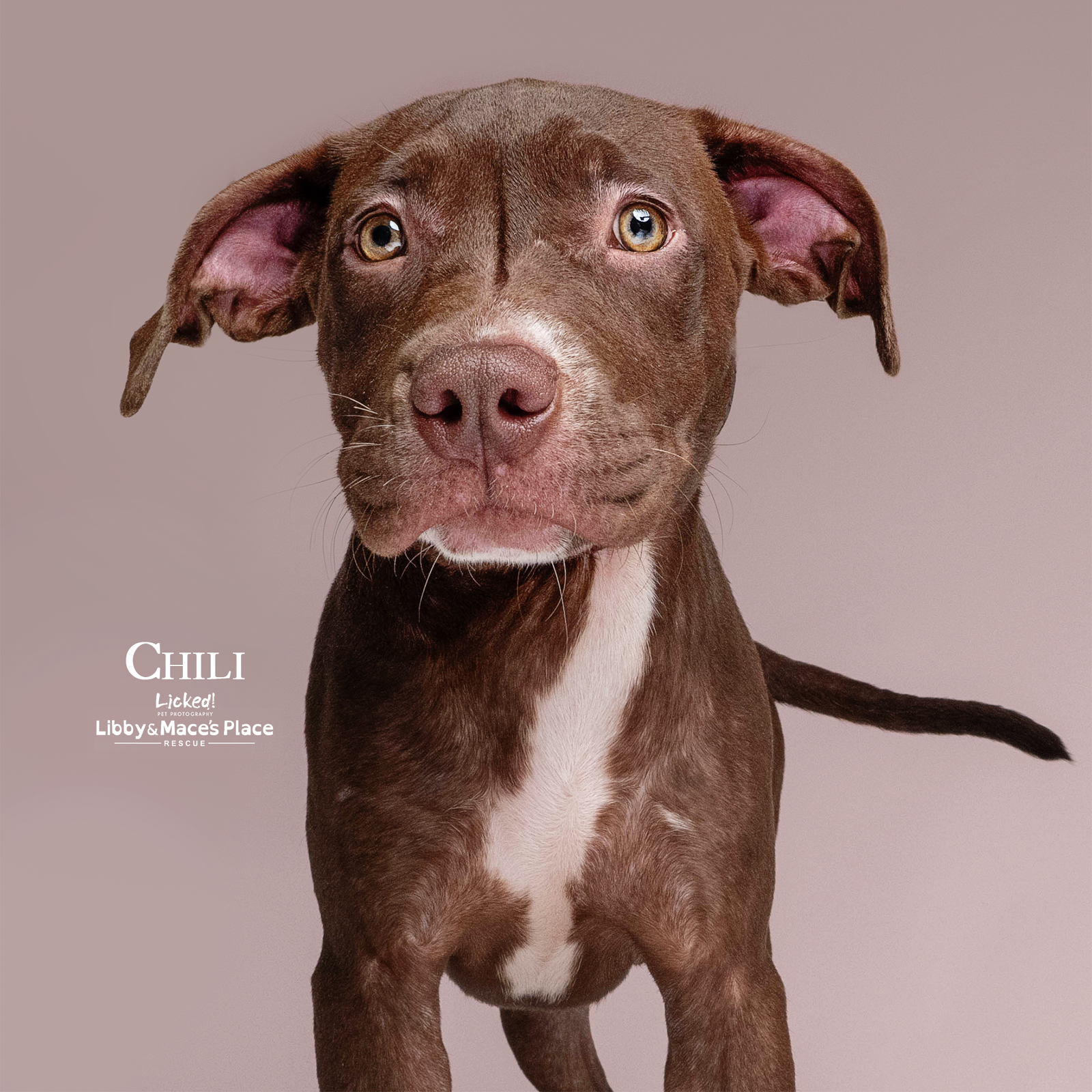 adoptable Dog in Mount Pleasant, SC named Chili