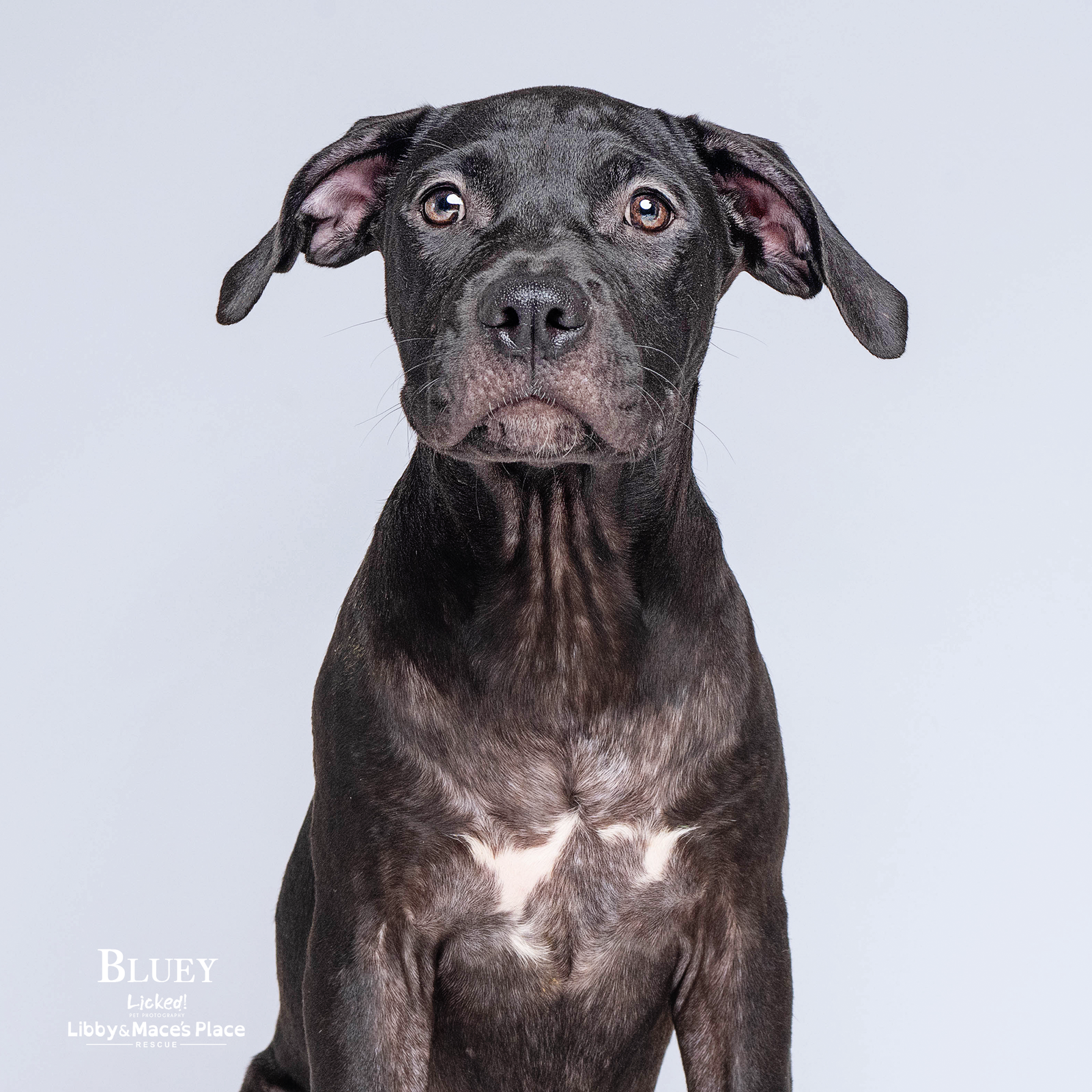 adoptable Dog in Mount Pleasant, SC named Bluey