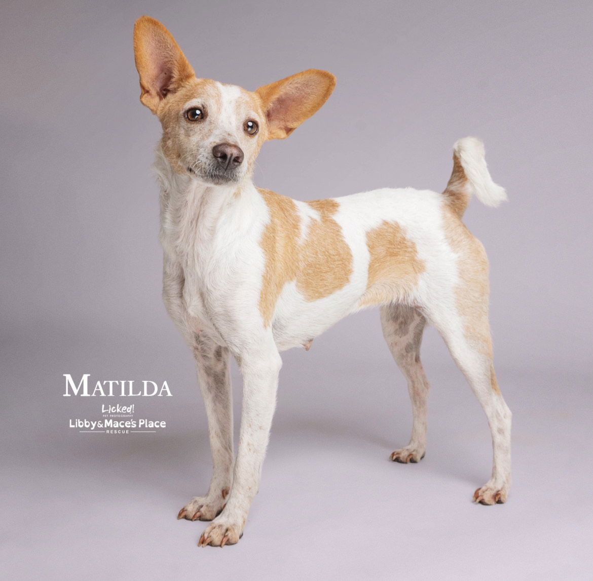 adoptable Dog in Mount Pleasant, SC named Matilda