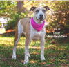 adoptable Dog in mc clellanville, SC named Tilly