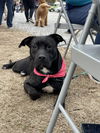 adoptable Dog in Mc Clellanville, SC named Holly Love-Sponsored Adoption Fee
