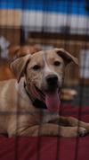 adoptable Dog in mc clellanville, SC named Lottie Lou
