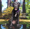adoptable Dog in Mc Clellanville, SC named Girlfriend Fee Sponsored
