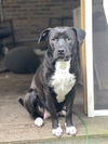 adoptable Dog in mc clellanville, SC named Nola