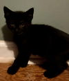 adoptable Cat in mc clellanville, SC named Rose