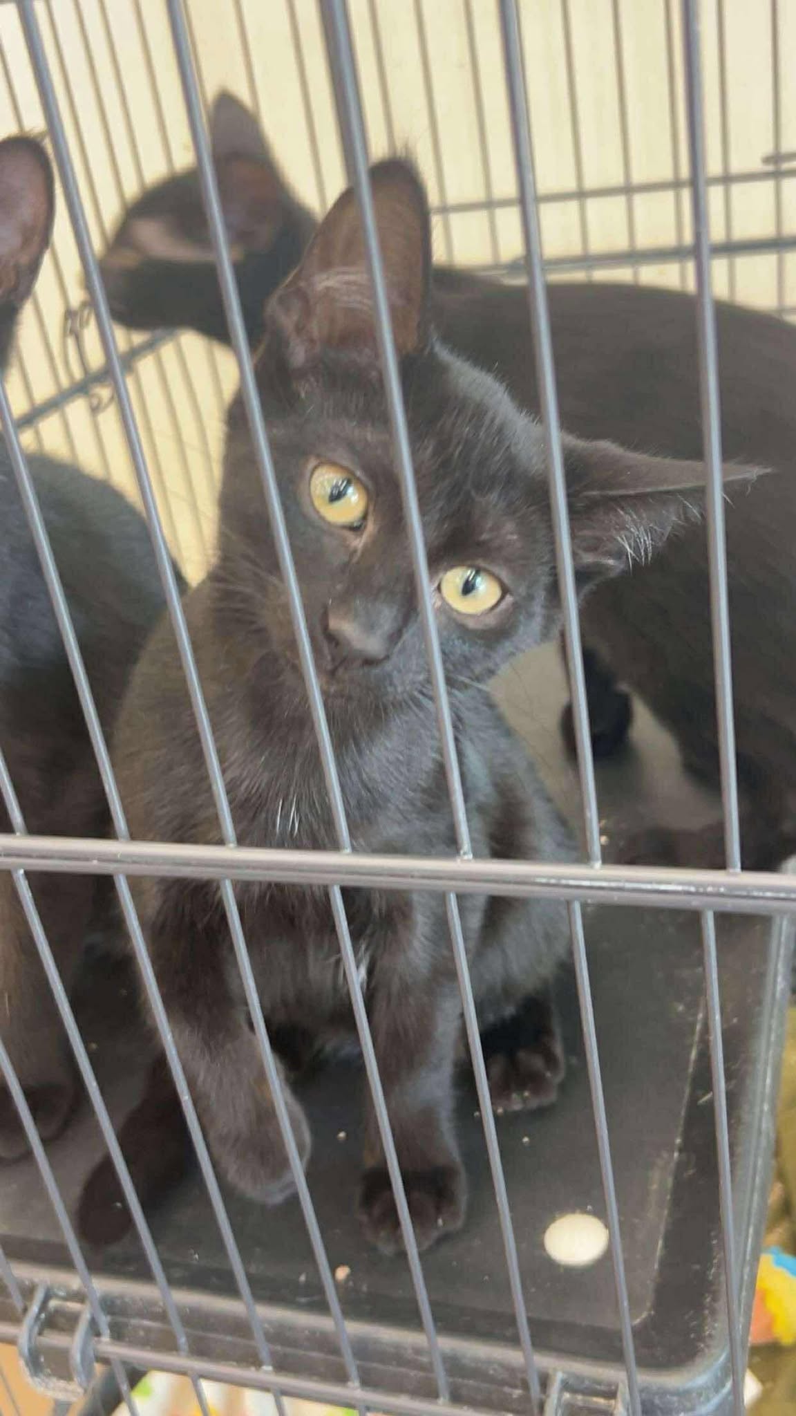 adoptable Cat in Mc Clellanville, SC named Rose