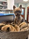 adoptable Dog in  named Baylee
