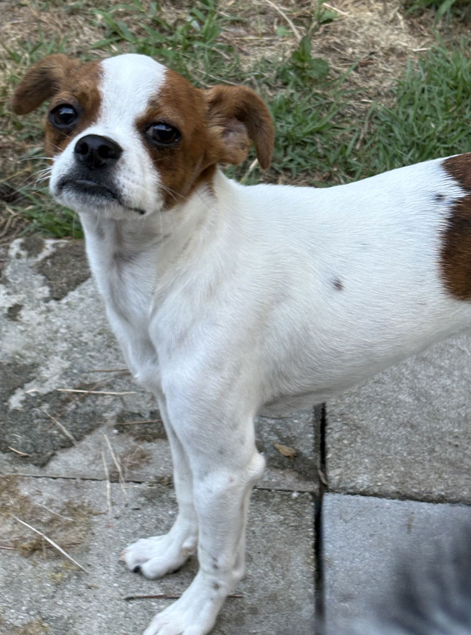 adoptable Dog in Mc Clellanville, SC named Bojangles