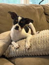adoptable Dog in mc clellanville, SC named Luke