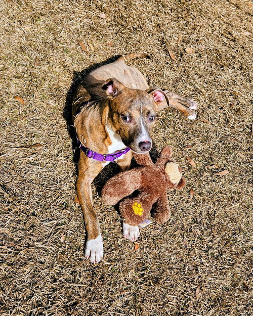 WILLA AKA BUNNY - Unknown available for adoption