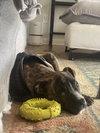 Celia - Photo 2