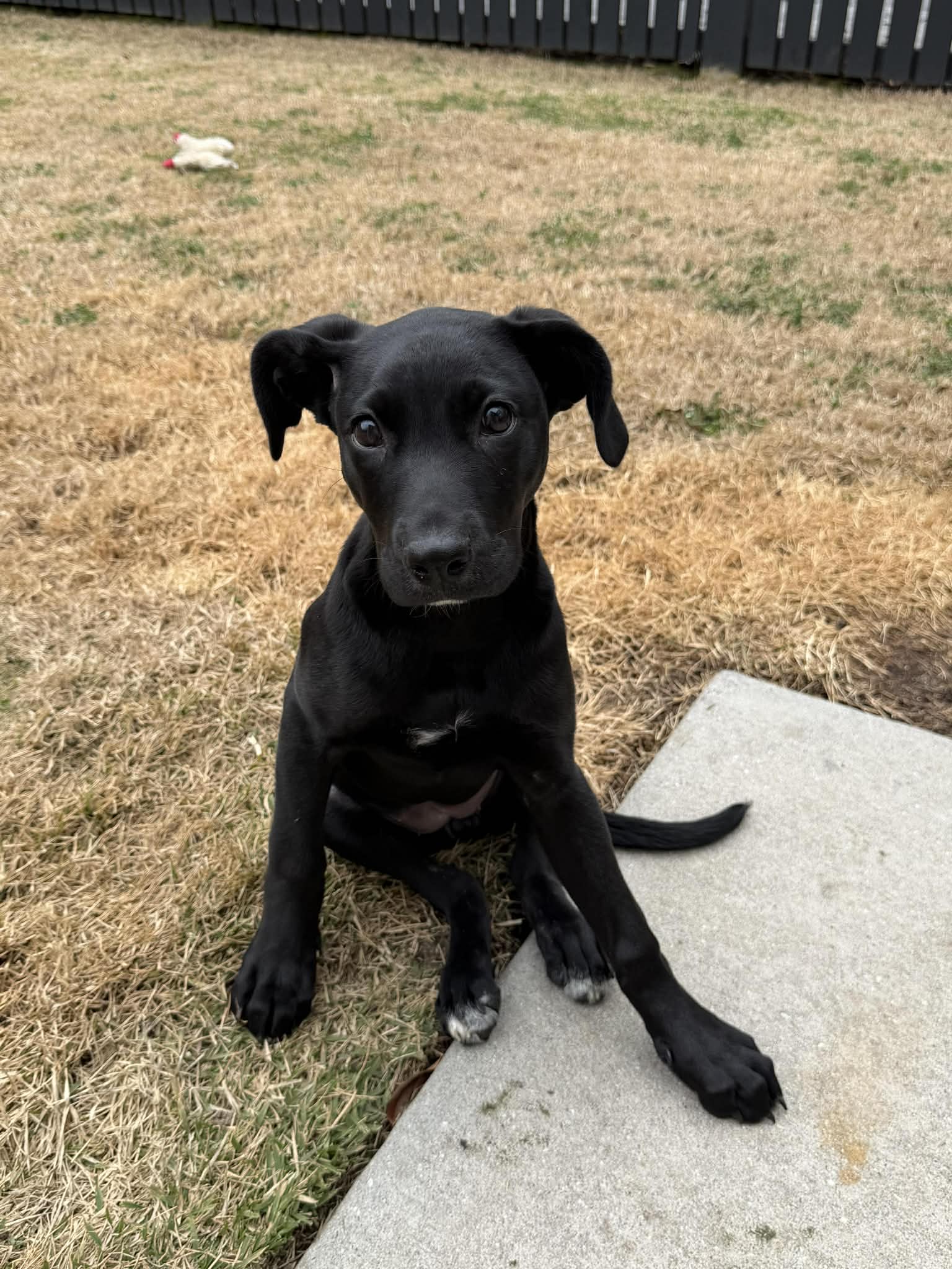 Jovie-special needs