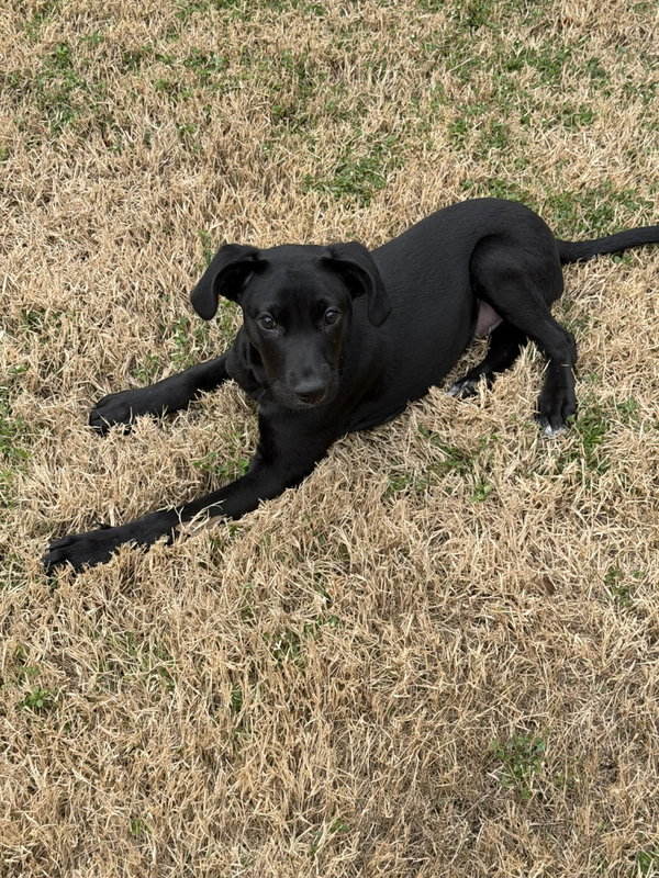 Jovie-special needs