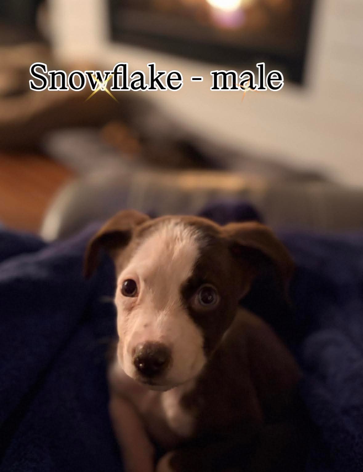 Snowflake Image