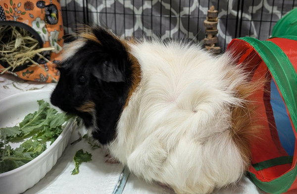 3 Little Piggies