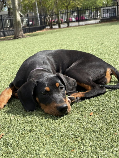 Sleepy, an adoptable Hound in Mcclellanville, SC
