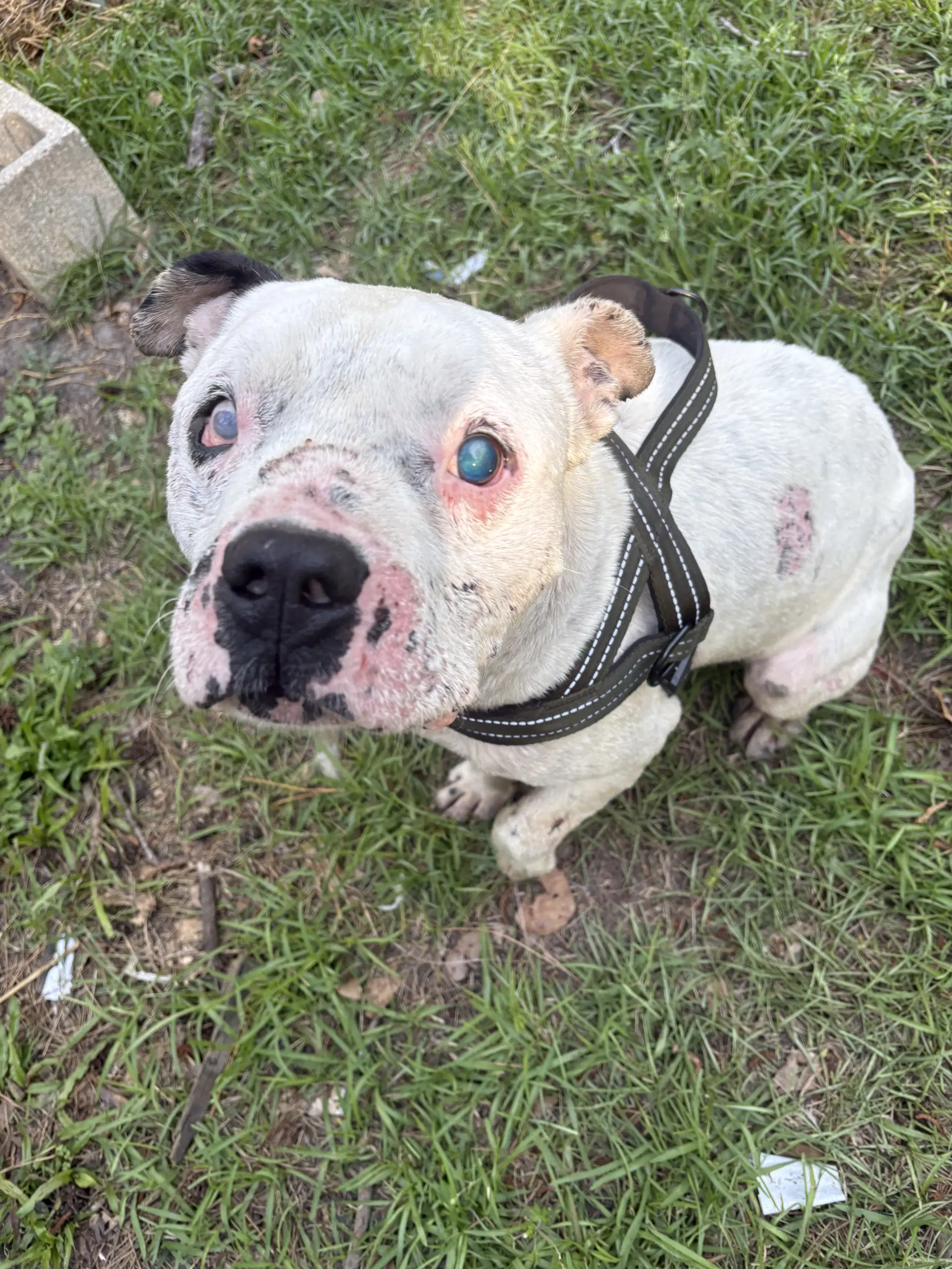 Jack - Pit Bull Terrier