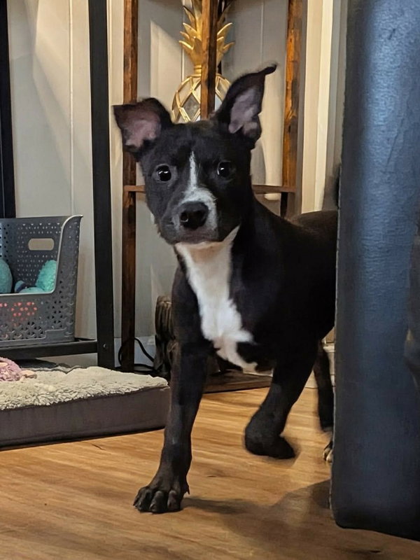 Franklin