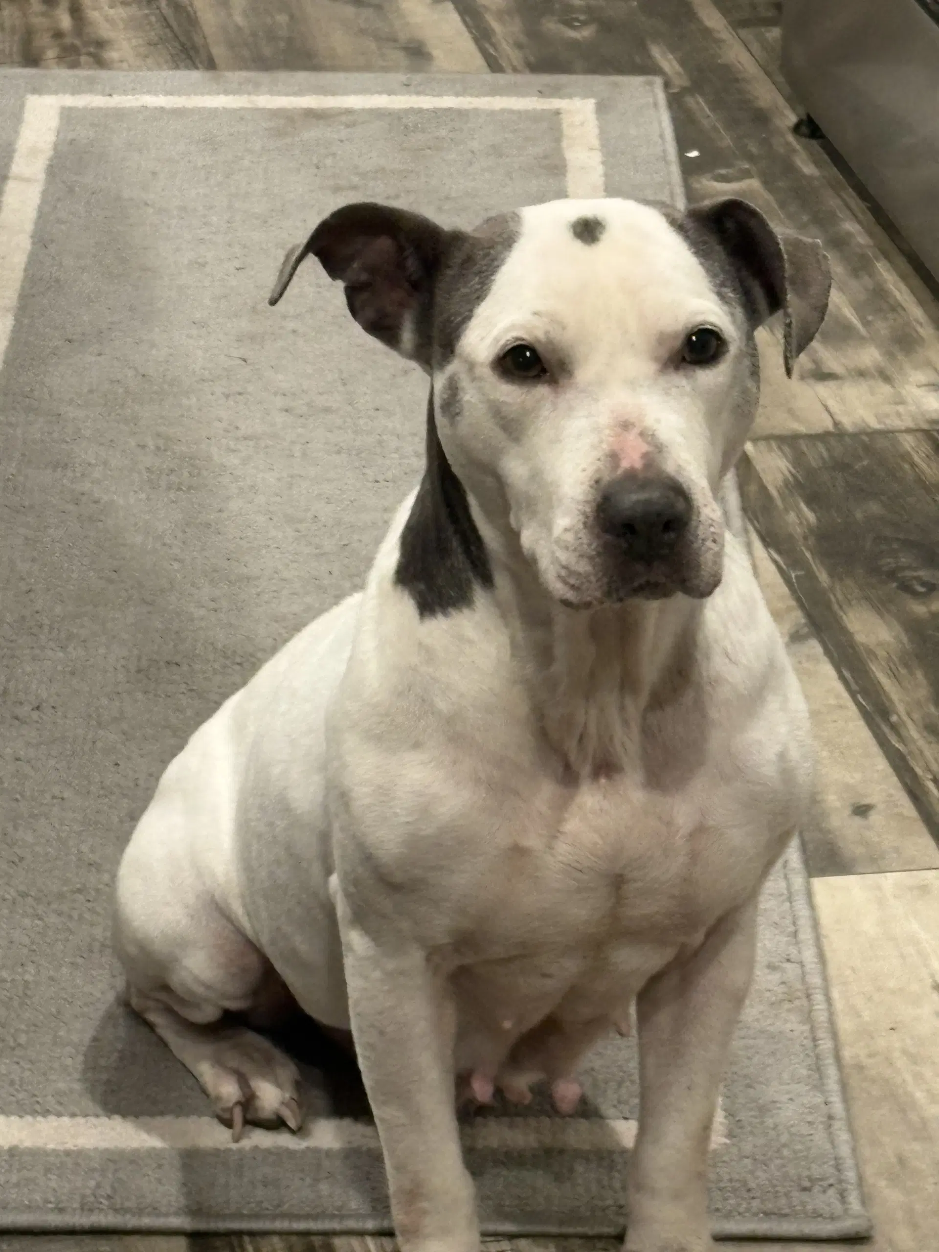 Cora - Pit Bull Terrier