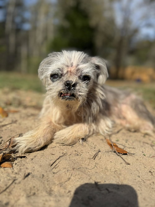 Leona-Hospice, an adoptable Shih Tzu in Mcclellanville, SC