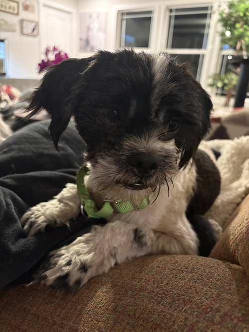 Craig, an adoptable Shih Tzu in Mcclellanville, SC