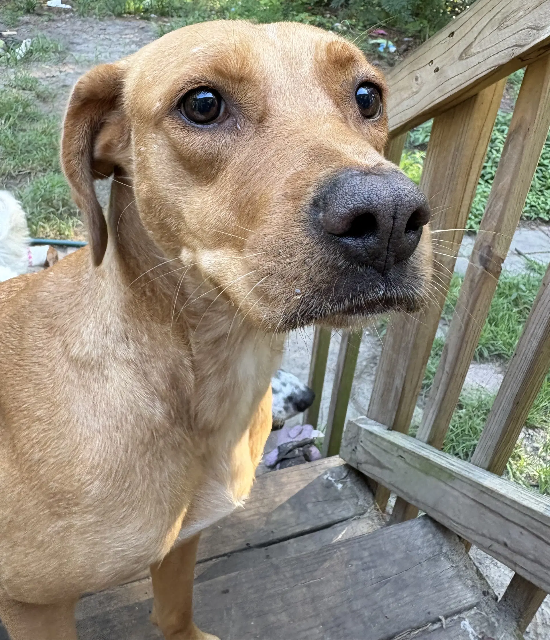 Sunflower - Labrador Retriever
