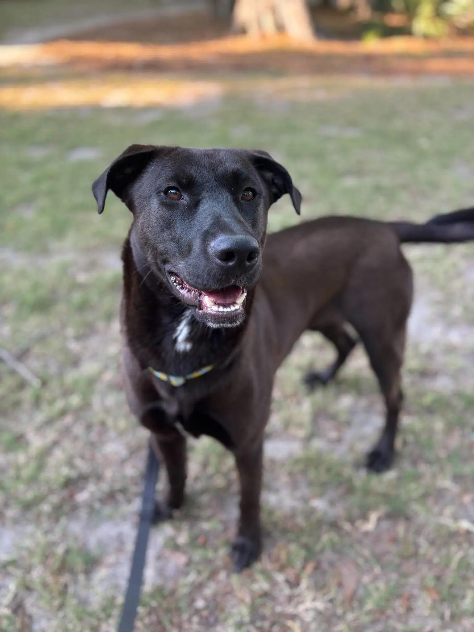 Archie - Labrador Retriever
