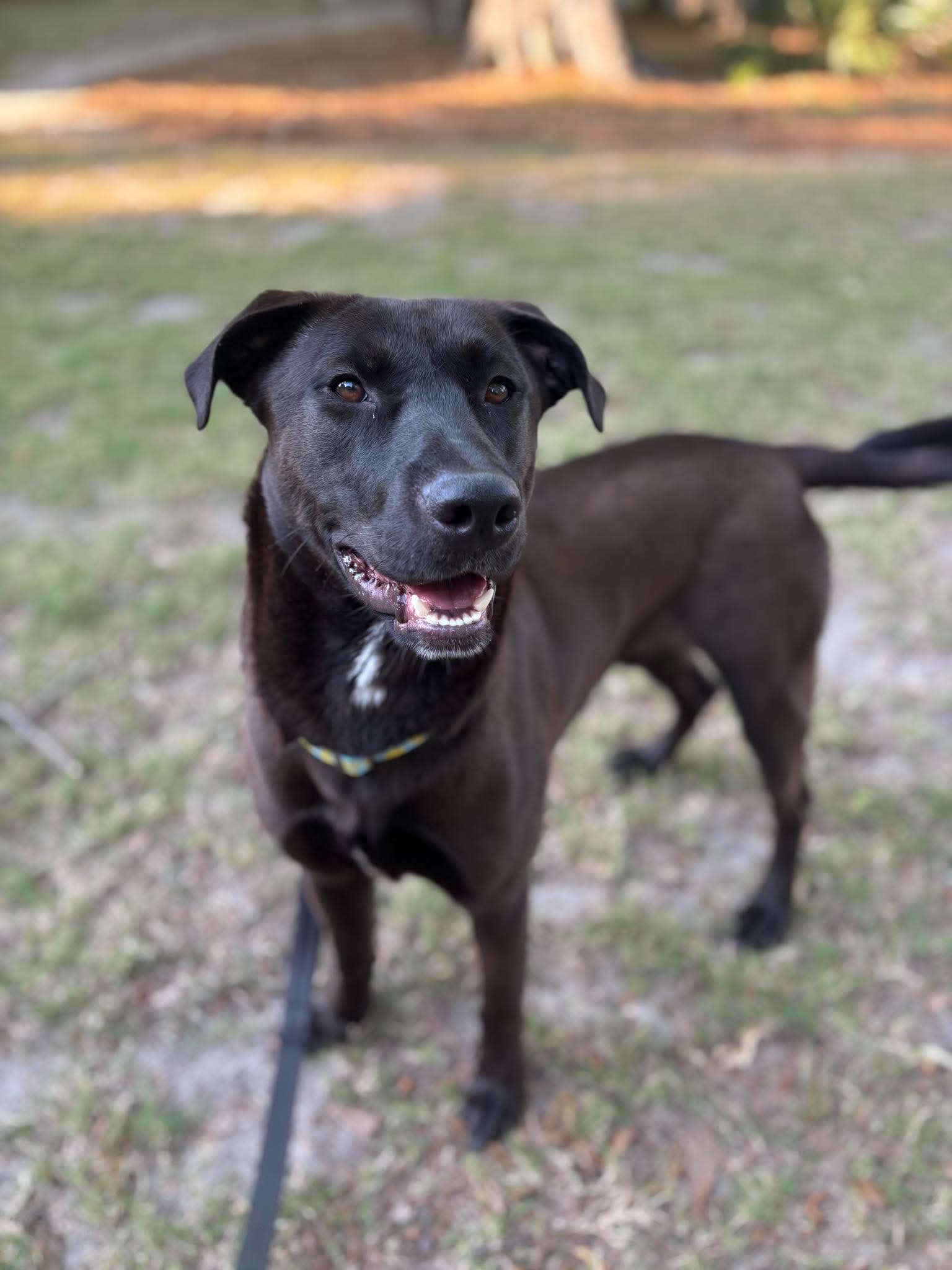 Archie