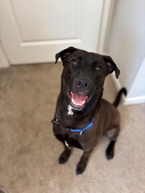 Archie, an adoptable Labrador Retriever / Mixed