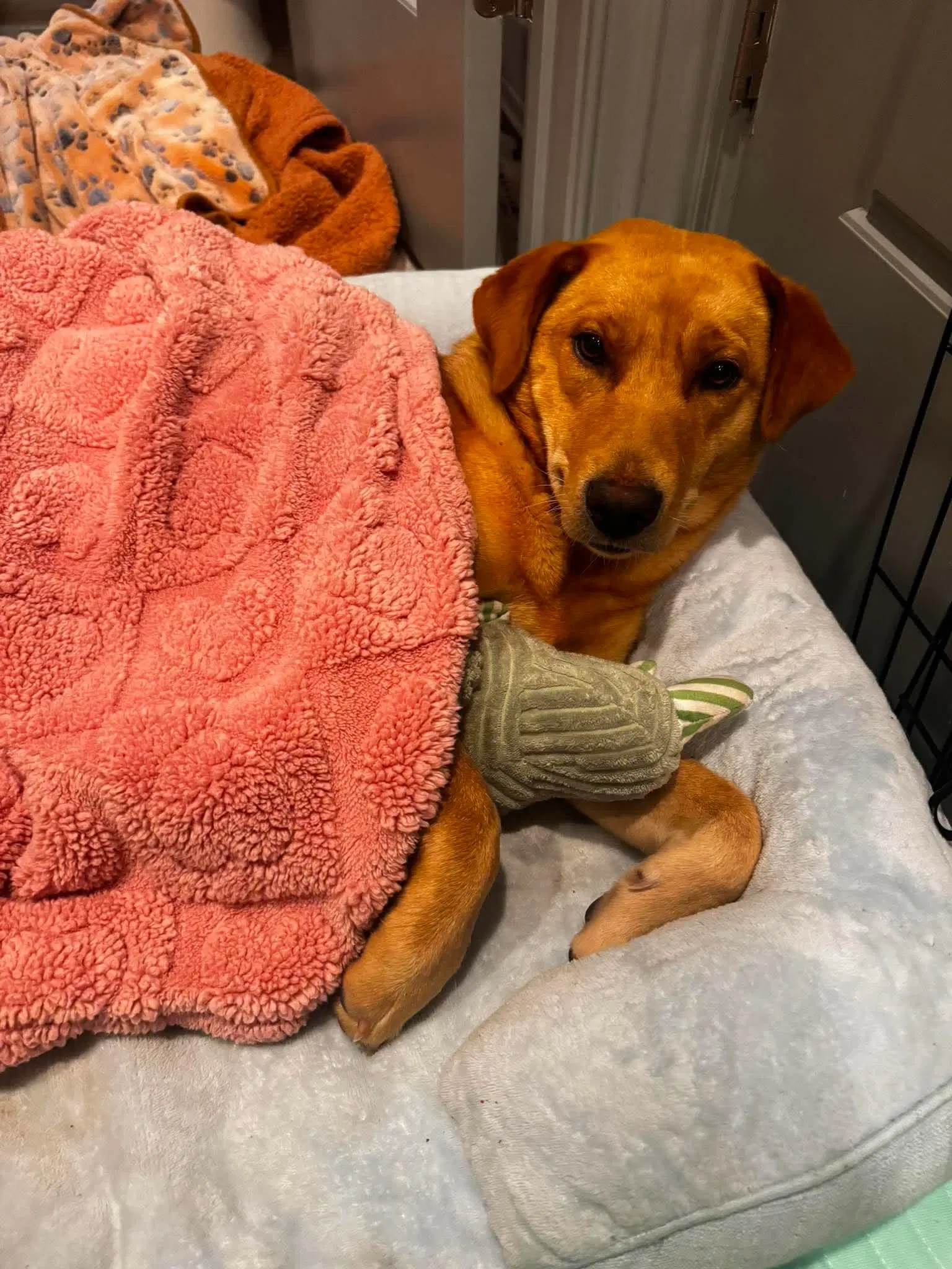 Butters - Labrador Retriever