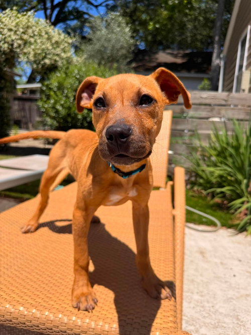 Miracle, an adoptable Unknown breed in Mcclellanville, SC