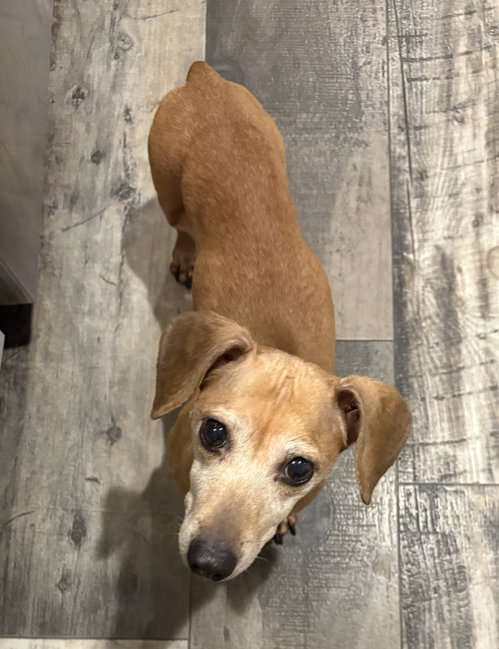 Sugar, an adoptable Dachshund in Mcclellanville, SC