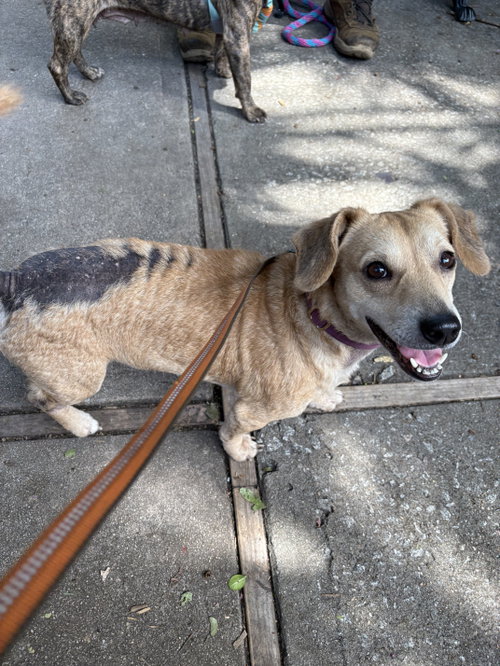 Cruella, an adoptable Dachshund in Mcclellanville, SC