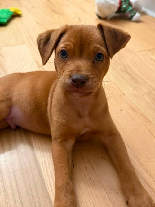 Hank, an adoptable Unknown breed in Mcclellanville, SC