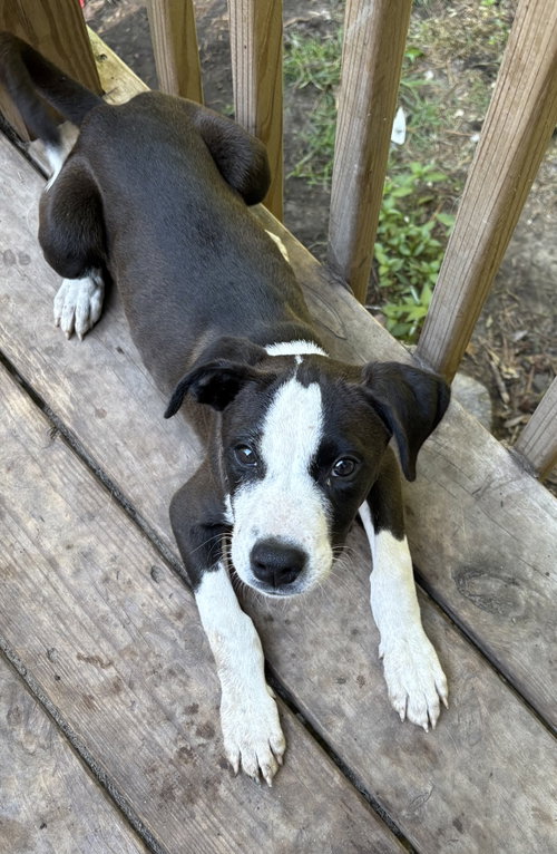 Charmander, an adoptable Unknown breed in Mcclellanville, SC