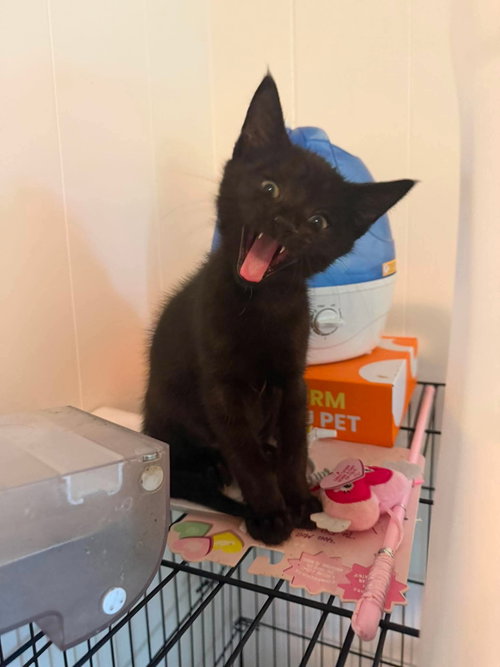 Caspian, an adoptable Domestic Short Hair in Mcclellanville, SC