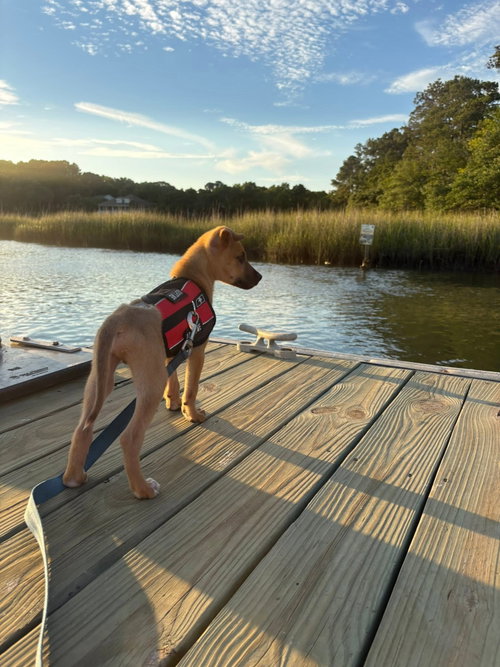 Frank, an adoptable Unknown breed in Mcclellanville, SC