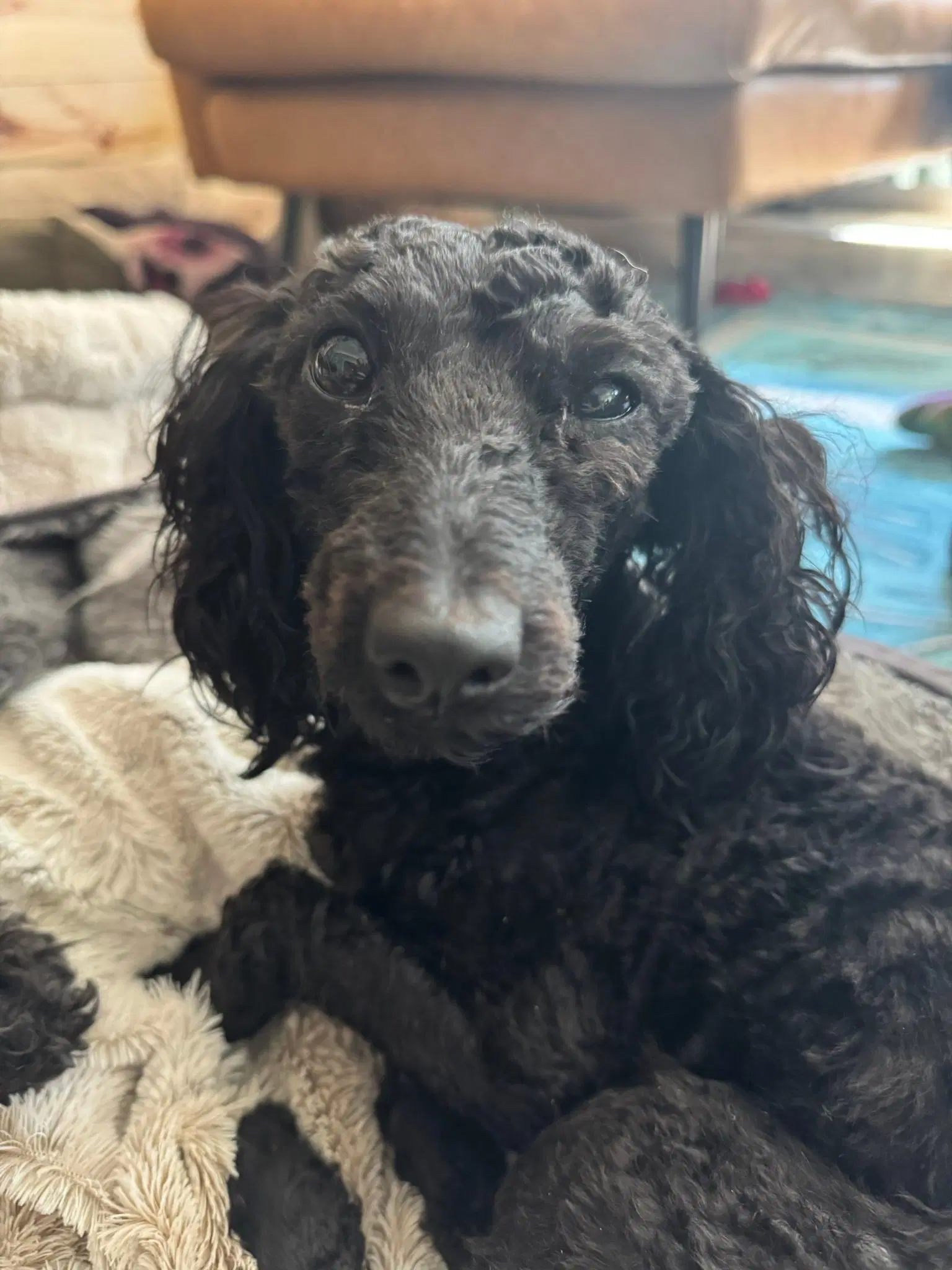 Kodak - Poodle (Miniature)