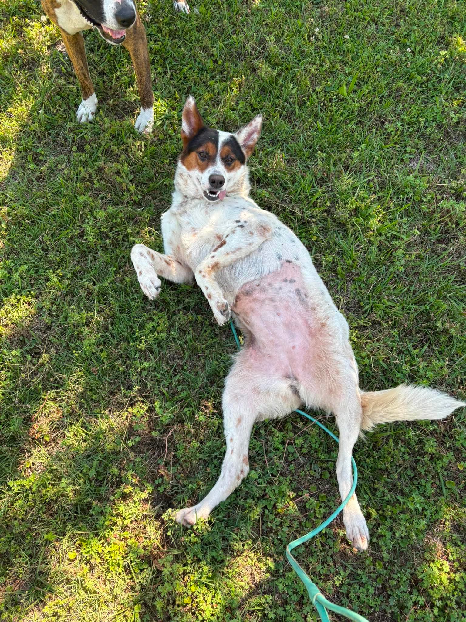 Pippa - Collie