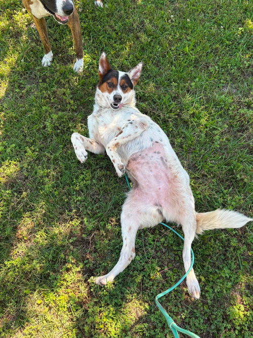 Pippa