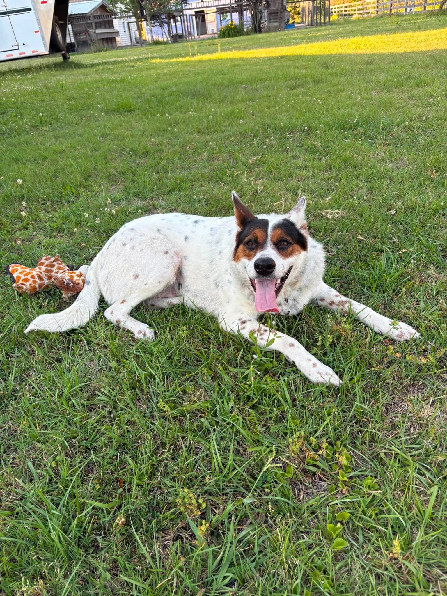 Pippa image 2
