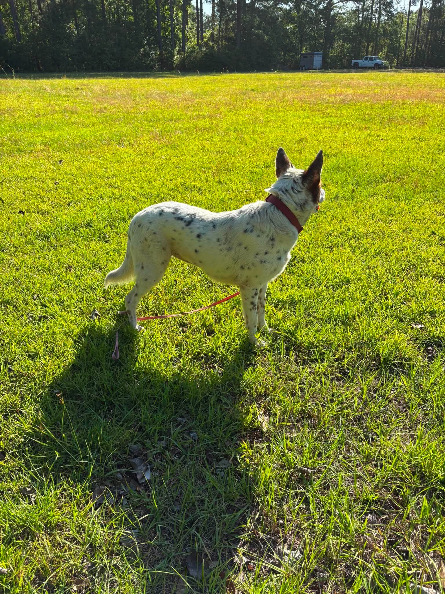 Pippa image 3