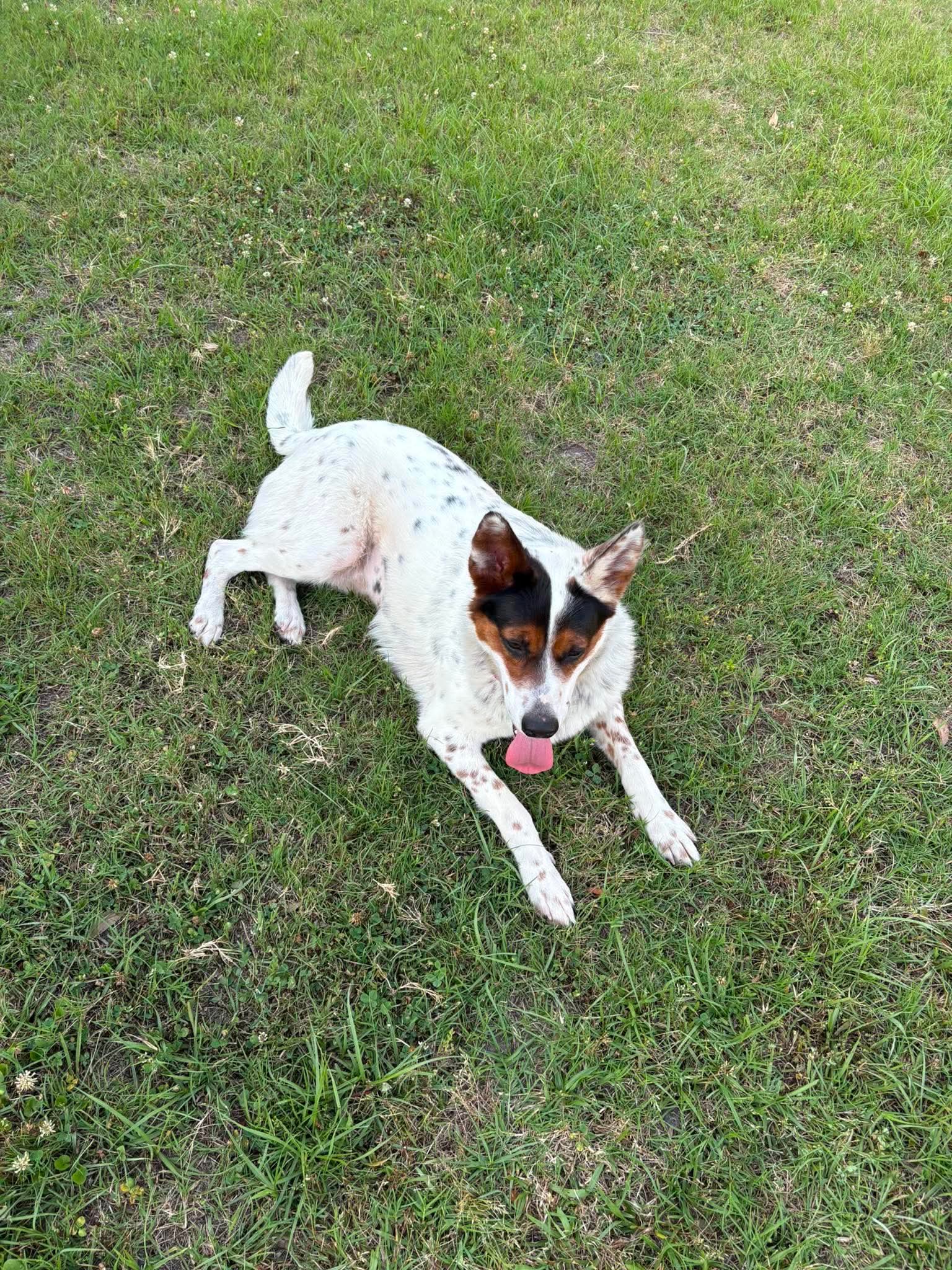 Pippa image 4