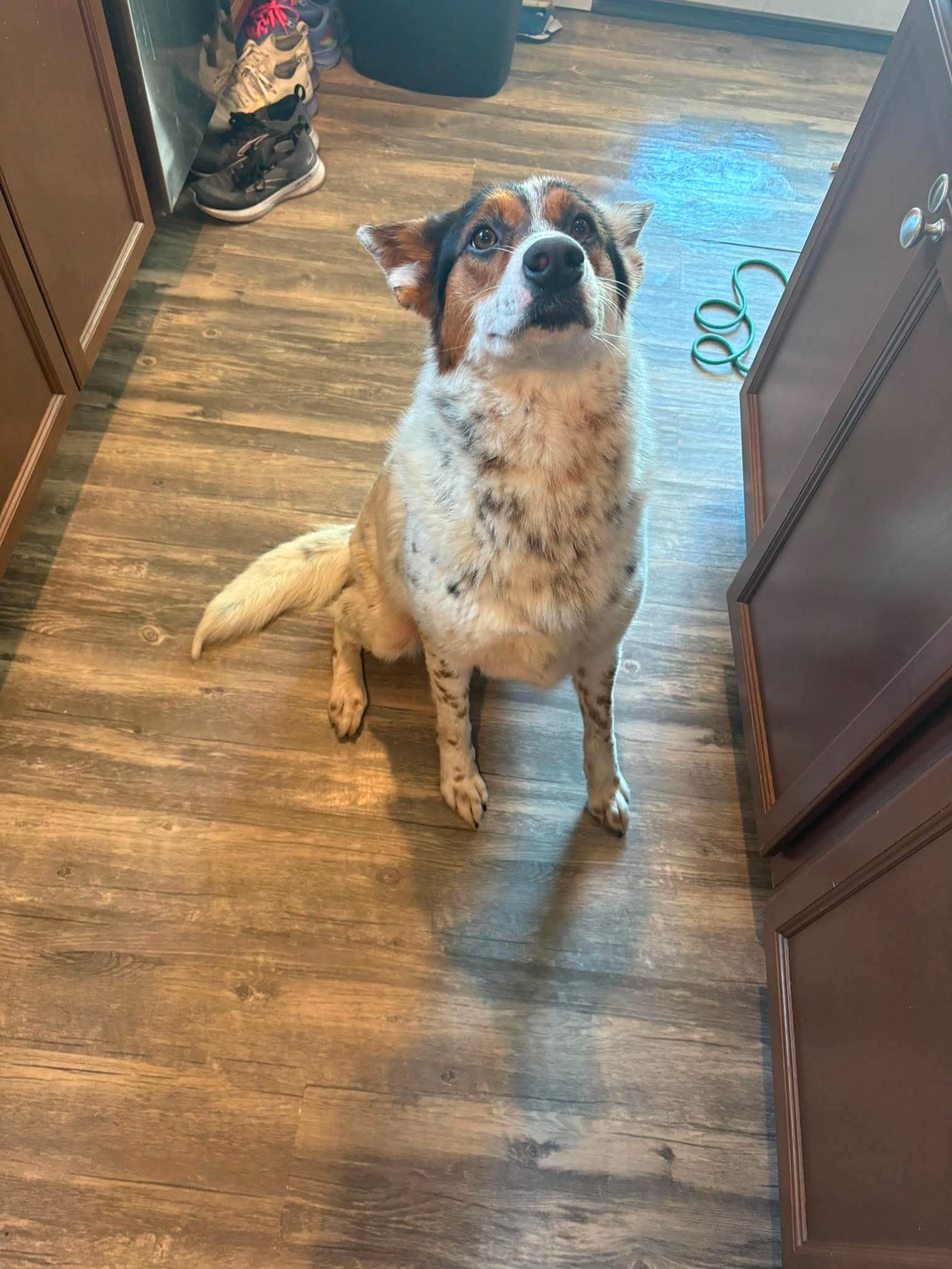 Pippa, photo 8
